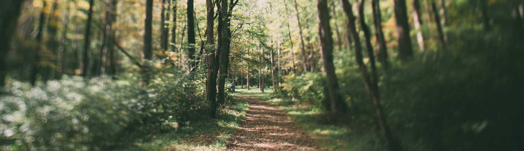 Hiking trails throughout the county